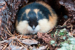 Навчання правильно малювати лить Навчання правильно малювати лить